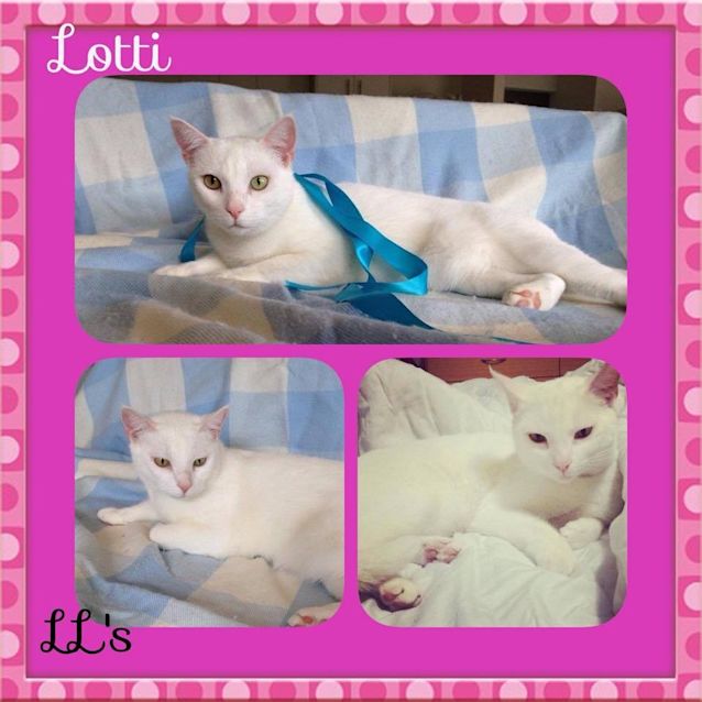 Photo of Lotti 