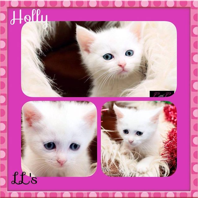 Photo of Holly 