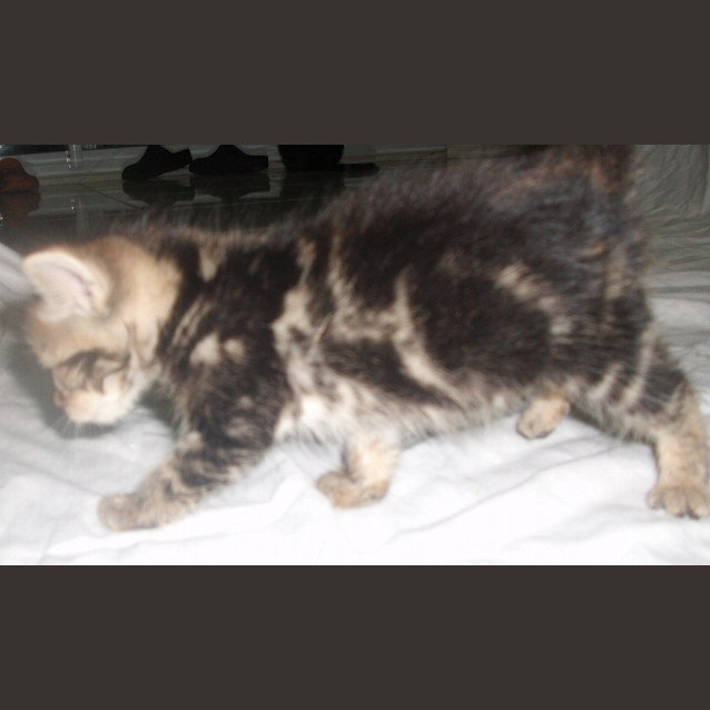 Photo of Cadbury