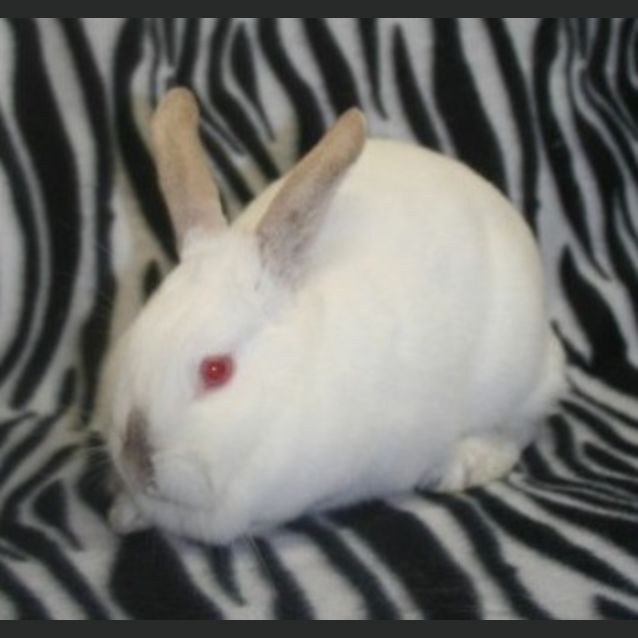 Photo of Roxy