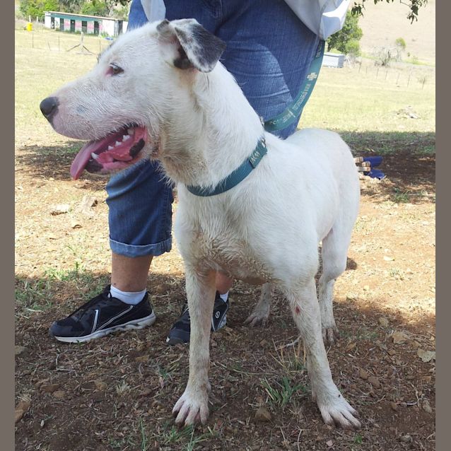 Photo of Lexi (At Rspca Big Adopt Day Sept 19 Brisbane)