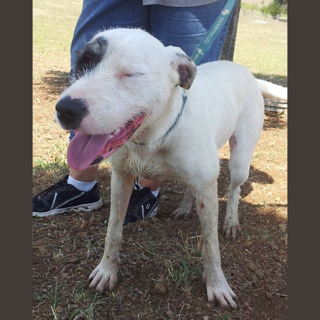 Photo of Lexi (At Rspca Big Adopt Day Sept 19 Brisbane)
