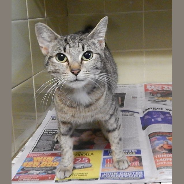 Photo of Help Lovely Clove Bust Out Of The Pound!