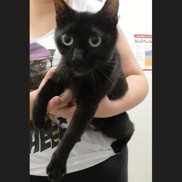 Photo of Get Sweet Belle Out Of The Pound!