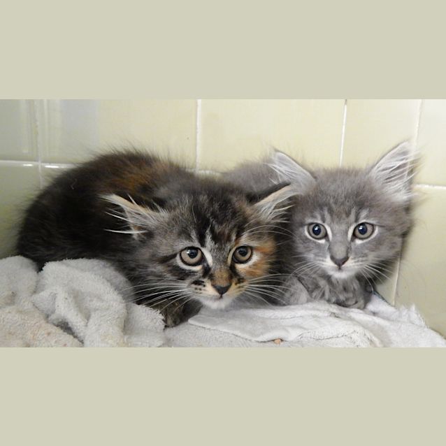 Photo of Gorgeous Tiny Louise Needs To Get Out Of The Pound