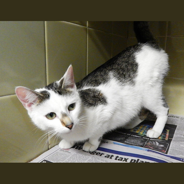 Photo of Help Sweet Little Jenny Get Out Of The Pound