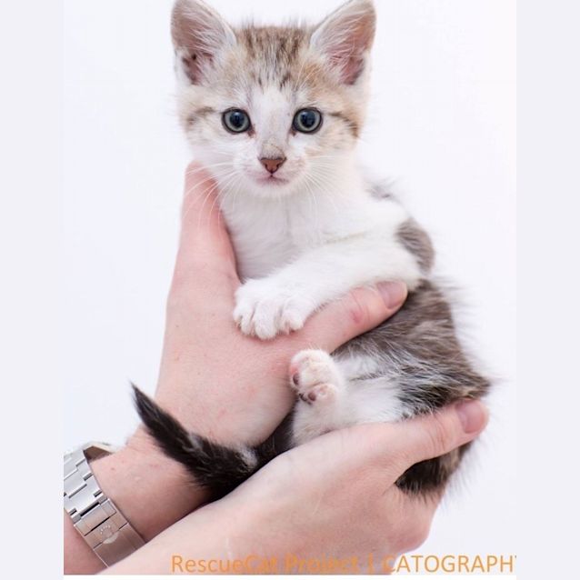Photo of "Lenny"   Purrfect Match