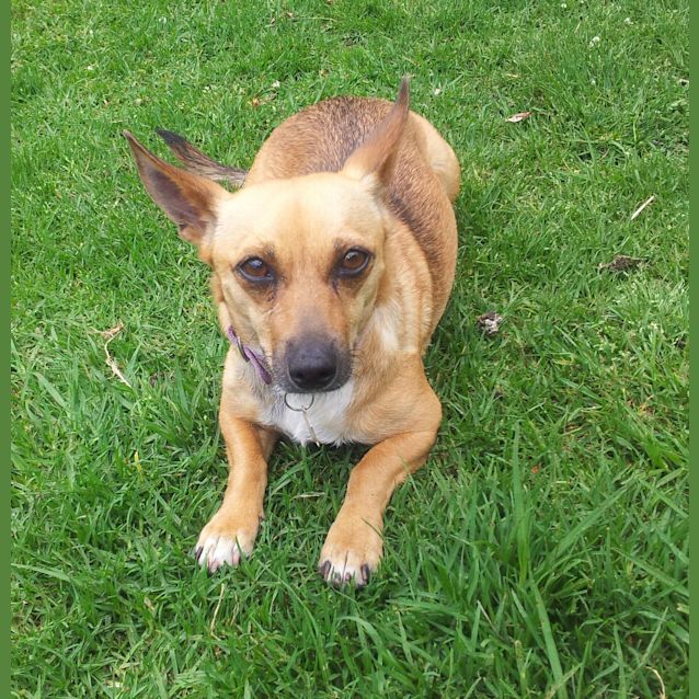 Photo of Penny Would Love A Home For 2015