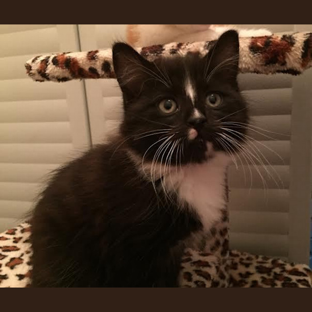 Photo of Princess   Kitten Kapers Rescue