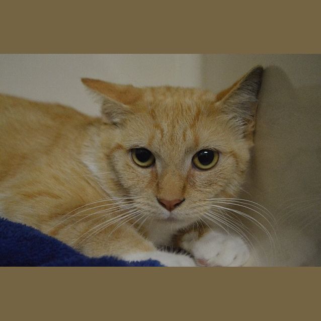 Photo of Shamrock