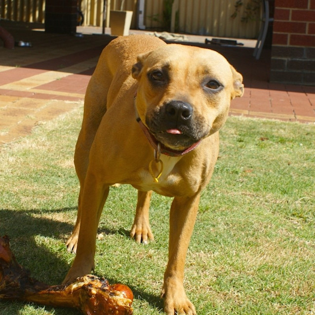 Photo of Stella