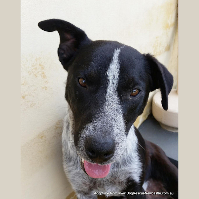 Photo of Ziggy ~ On Trial 16/1/2015