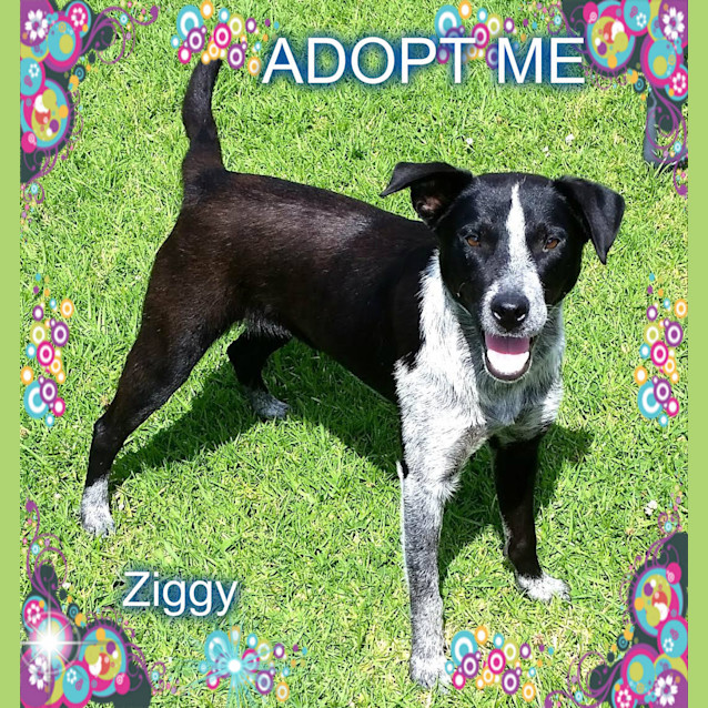 Photo of Ziggy ~ On Trial 16/1/2015