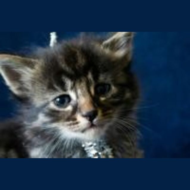 Photo of Gibert
