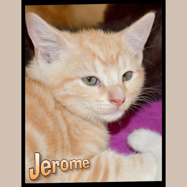 Photo of Jerome    Kitten Kapers Rescue