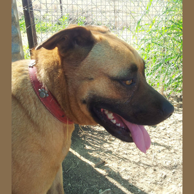 Photo of Max (Adoption Pending)