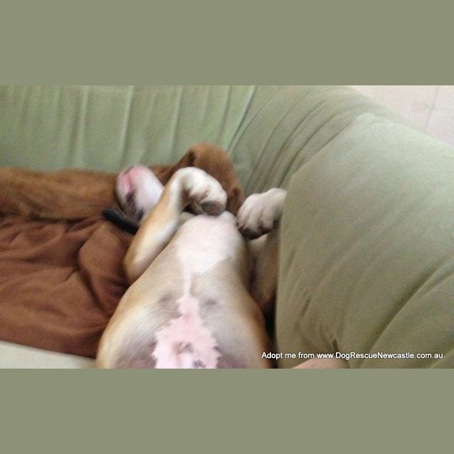 Photo of Boston (On Trial 28/12/14)