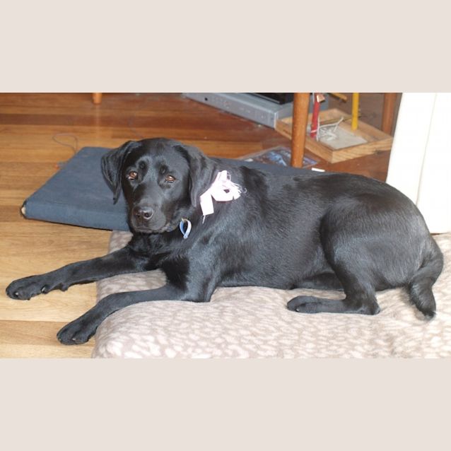 Photo of Tilly (On Trial 18/11/14)