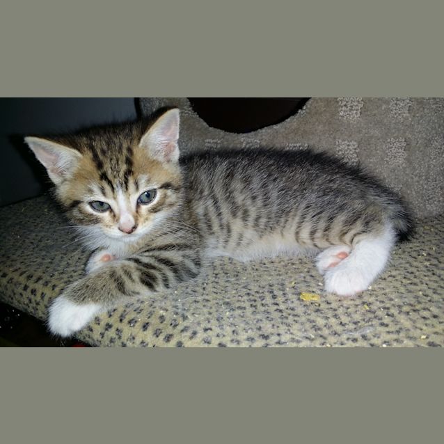 Photo of Eros (Available Early December)