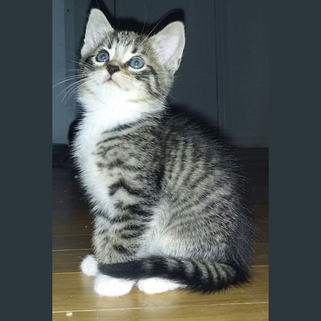 Photo of Ares (Available Early December)