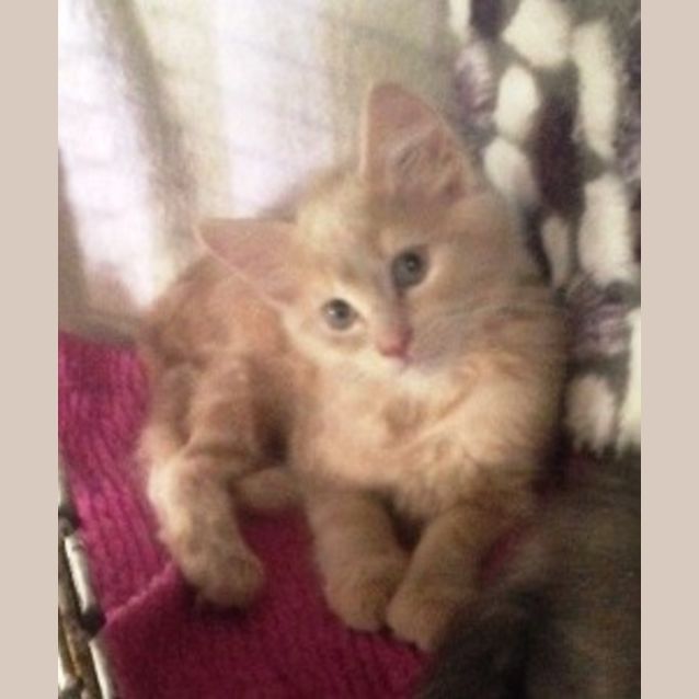 Photo of Tinky Winky