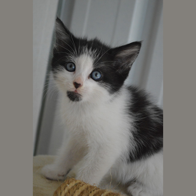 Photo of Argyle