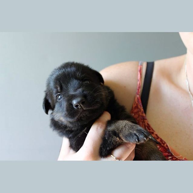 Photo of Puppies Rotti X Shepherd 