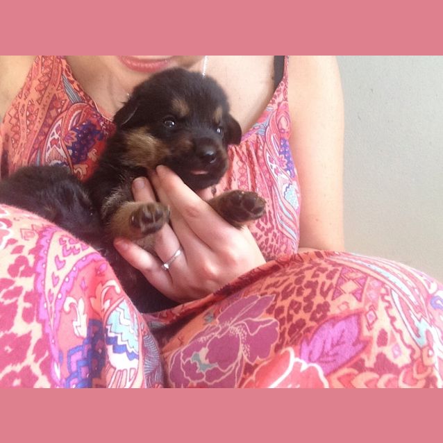 Photo of Puppies Rotti X Shepherd 