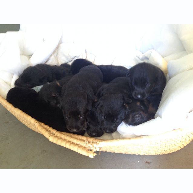 Photo of Puppies Rotti X Shepherd 