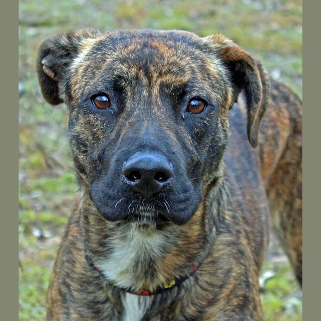 Photo of Willow
