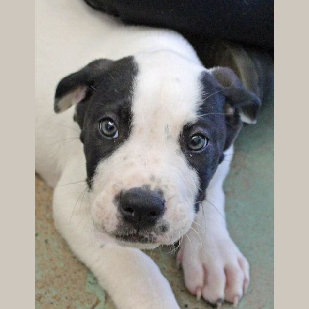 Photo of Snoopy