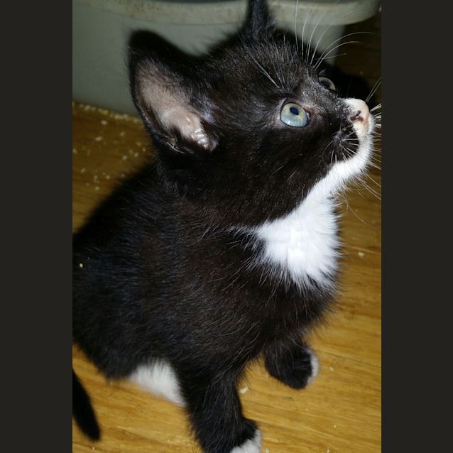 Photo of Zeus (Available Early December)