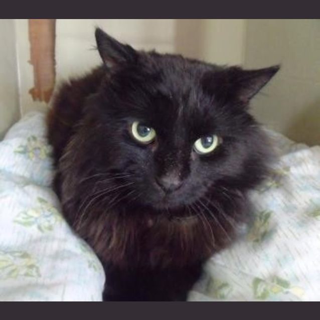 Photo of Shadow