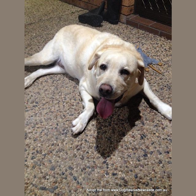 Photo of Ollie (On Trial 13/12/14~ Purebred Yellow Labrador