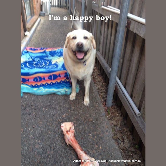 Photo of Ollie (On Trial 13/12/14~ Purebred Yellow Labrador