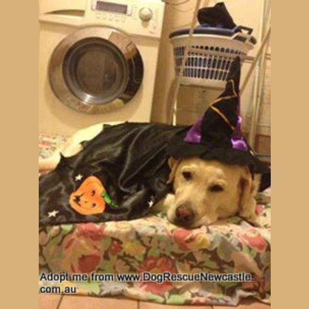 Photo of Ollie (On Trial 13/12/14~ Purebred Yellow Labrador