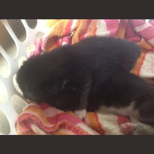 Photo of Foster Family Of 6