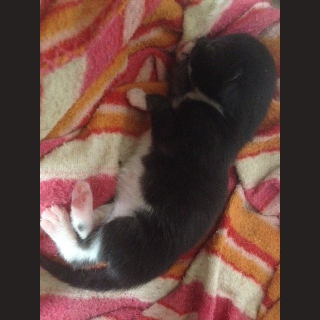 Photo of Foster Family Of 6