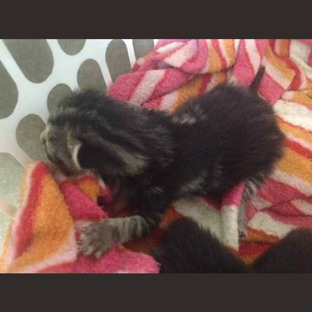 Photo of Foster Family Of 6