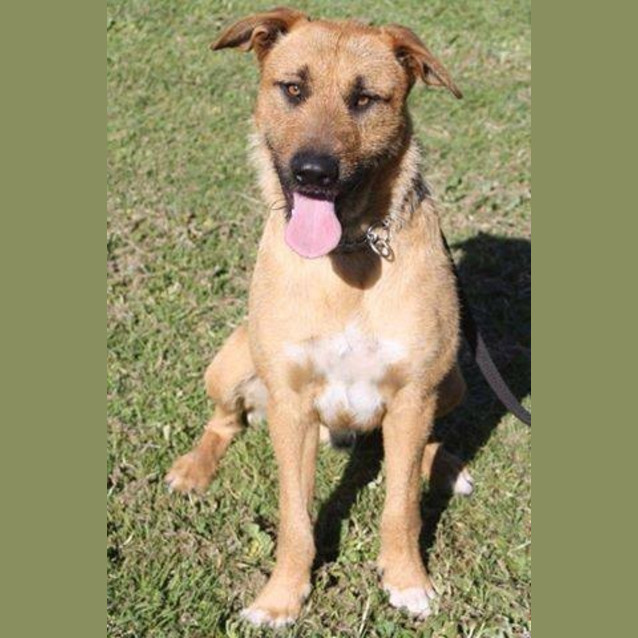 Photo of Woofie Dl798