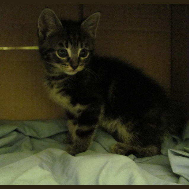 Photo of Beatrix (Available End Of November)