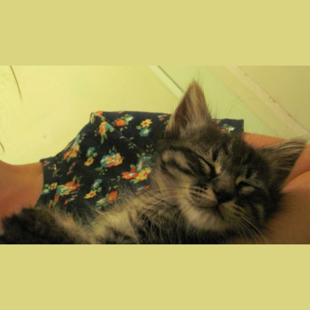 Photo of Enid (Available End Of November)