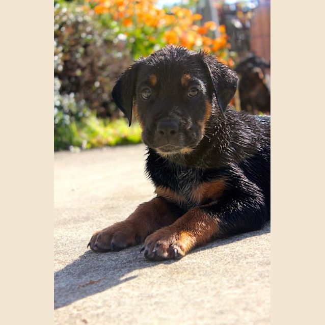 Photo of Teddy