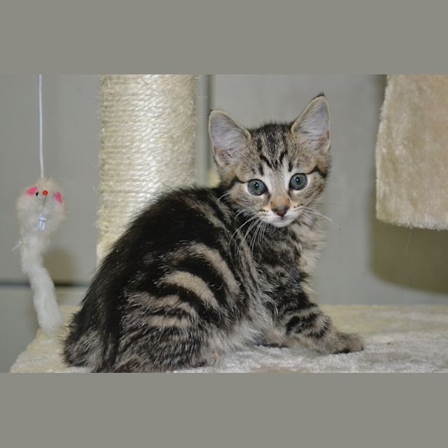 Photo of Phoebe