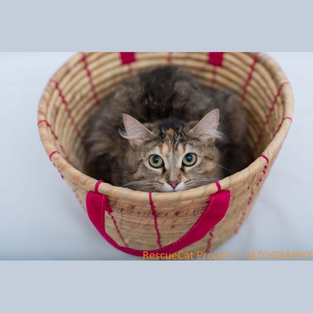 Photo of "Sienna"   Purrfect Match