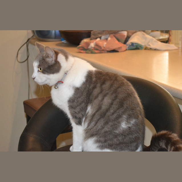 Photo of Mickey Only $120 To Adopt!