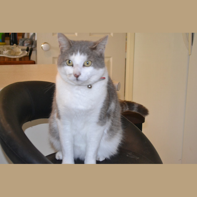 Photo of Mickey Only $120 To Adopt!