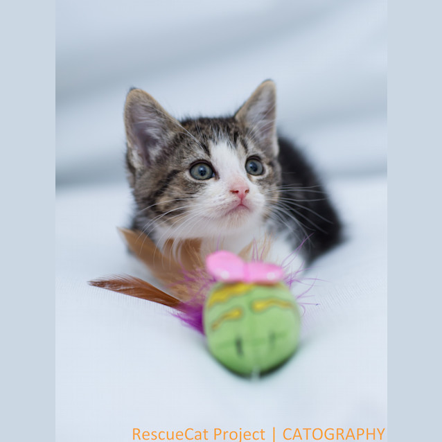 Photo of "Josie"   Purrfect Match