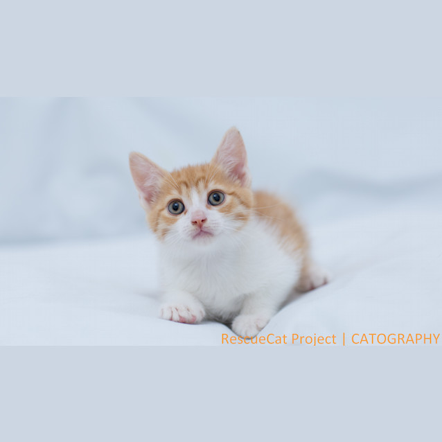 Photo of "Tommy"   Purrfect Match