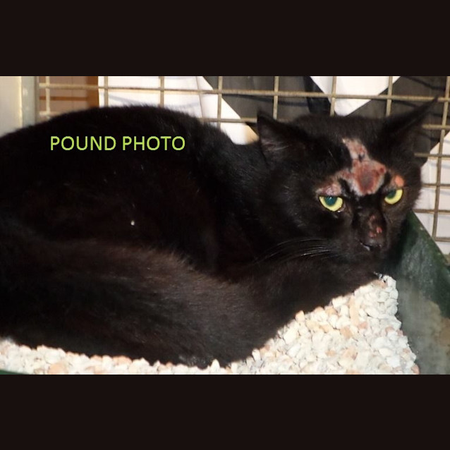 Photo of "Phoenix"   Purrfect Match